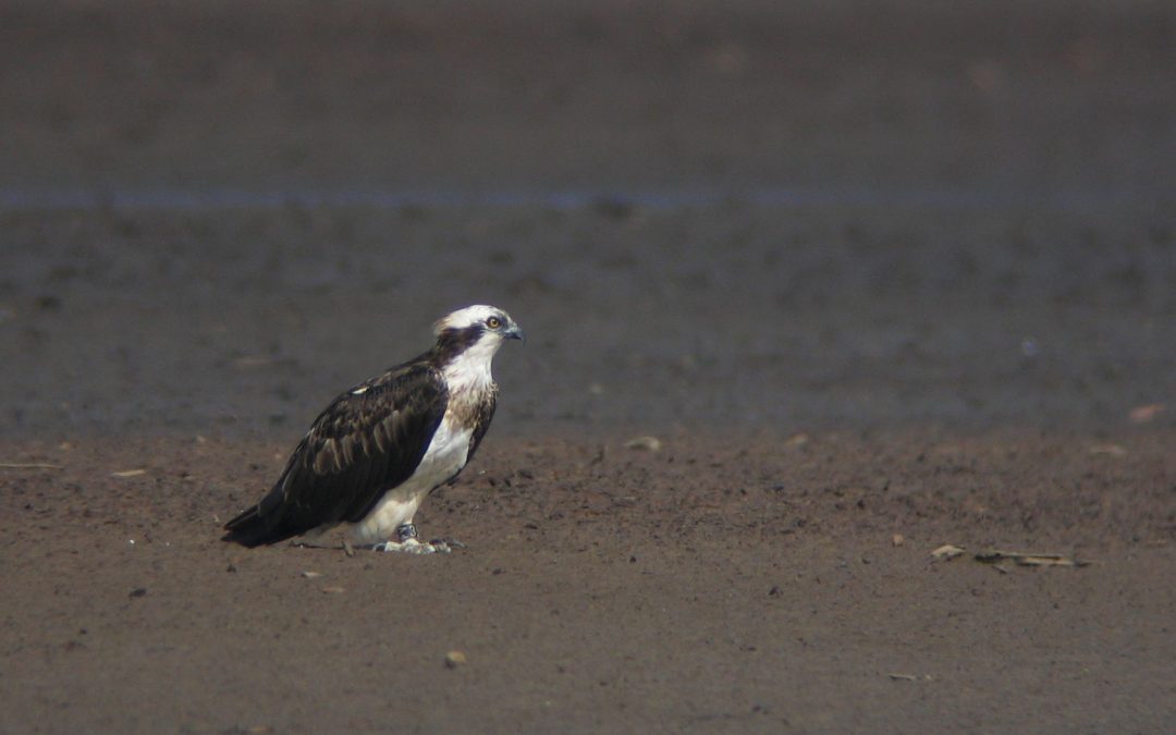 Making change in conservation
