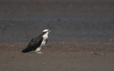 Making change in conservation