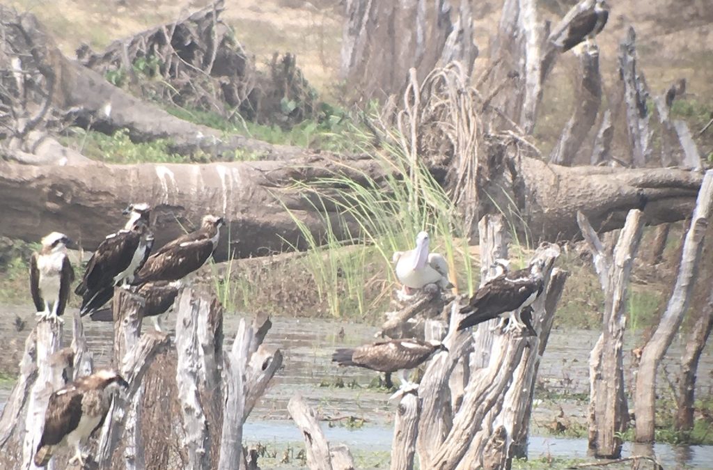 Gambia 2020