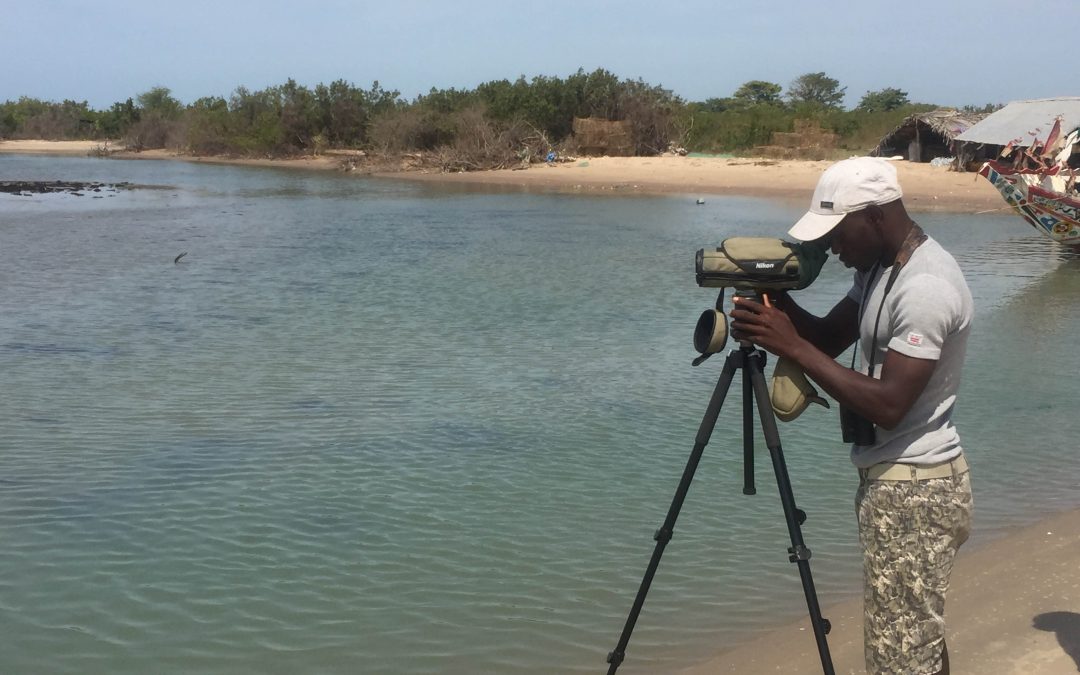 Seabird and shorebird surveys at the Kartong Bird Observatory