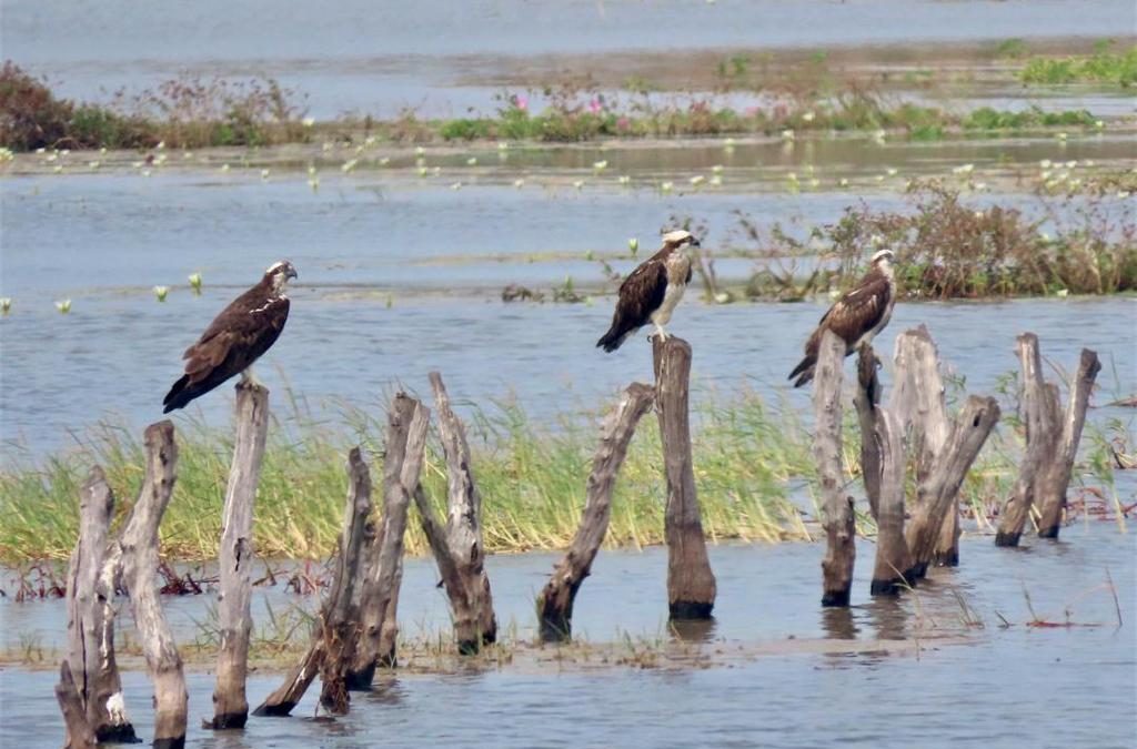 Be An Osprey Expert