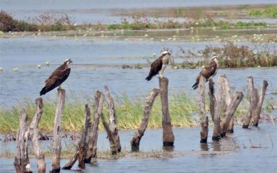 Be An Osprey Expert